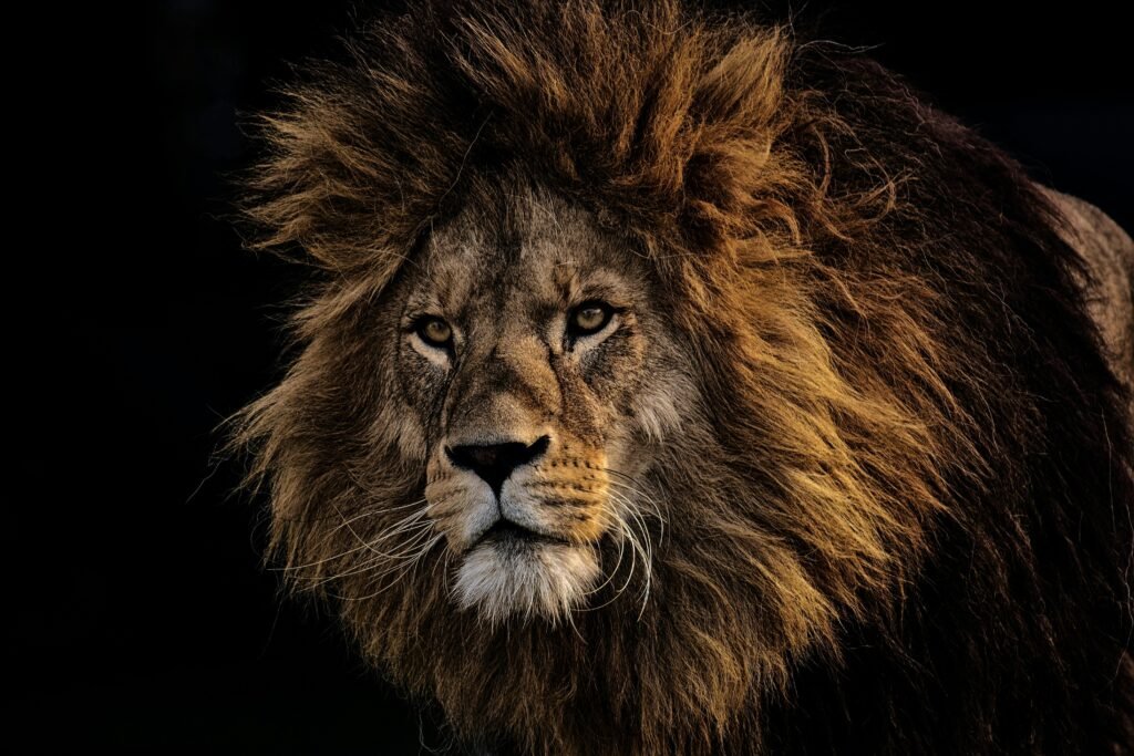 Close-up portrait of a majestic lion with a dark background, showcasing its powerful gaze and lush mane.